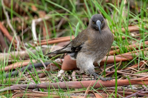 Gray Currawong (Strepera versicolor)© Beverley Oliver