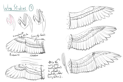 Wednesday UpdateBird wing anatomy practice from earlier in the month. I had to draw bird wings in a 