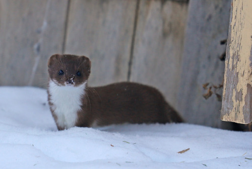 Least weasel/småvessla (Mustela nivalis nivalis). 