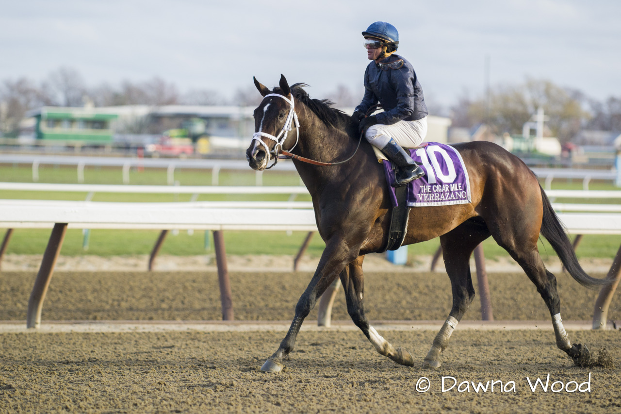 G1 winner Verrazano after finishing 3rd in the Cigar Mile (I).