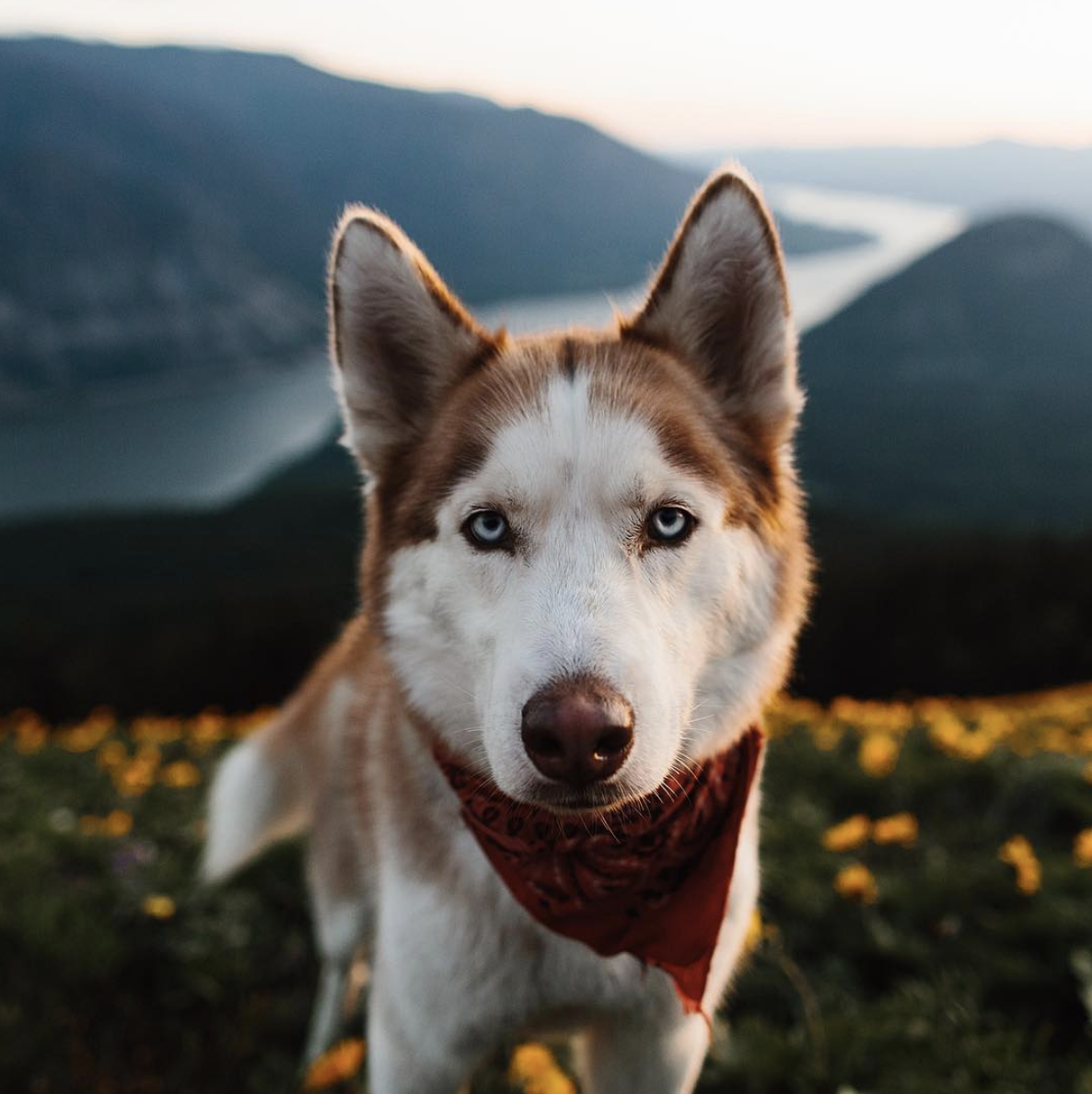 Dog village. Хаски собака рыжая. Красивые хаски. Красивые собаки в горах. Красивые собаки хаски.