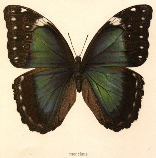 magictransistor:  Adalbert Seitz, Morpho menelaus; Macrolepidoptera of the World, 1921.