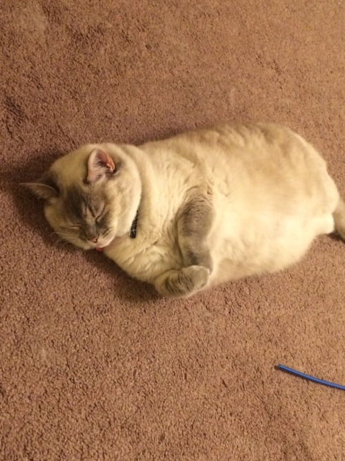lord-kitschener:  leviathans-vessel:  yodelbat:  absolute purity  Round  Loaf 