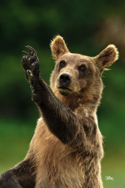 earthandanimals:   Come Back Soon by Christopher