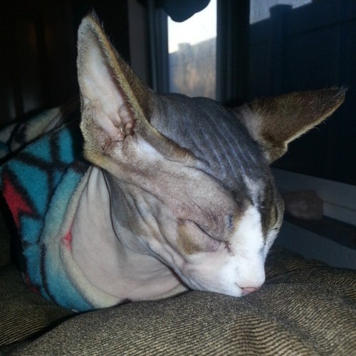 Natasha is out for the count. #sphynx #sphynxloveus #sphynxcat #cat #instacat #ilovesphynx #gata #sp