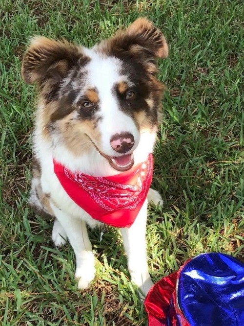 Koda was really excited to celebrate The Fourth of July!