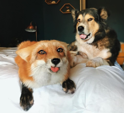 awwww-cute: Fox and dog blep (Source: http://ift.tt/2hpnbR4)