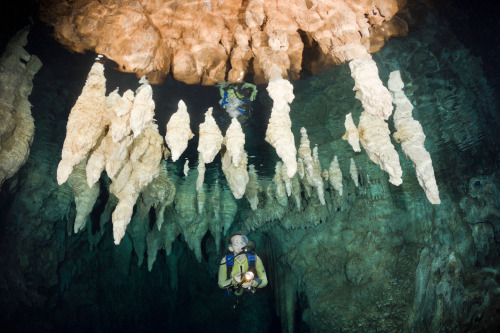 nevver:  You can’t get there from here  brain coral