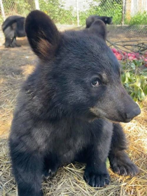 misterlemonzafterlife:  bearhugs-2021:Bear With Us Centre for Bears - Rehabilitation, Education, Sanctuary  Photo - Ella McIntosh  https://MisterLemonzAfterlife.tumblr.com/archive