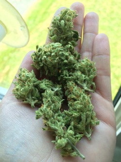 dirtchild24:  thcforyouandmee:  super silver haze x appalachia  Yummm 