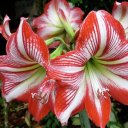 red-and-white-lilies avatar