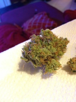 rogerdabbit:  Blue dream. 25% THC. 