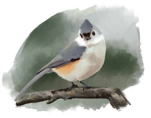 you: b, what if you drew something that wasn’t birds?me: preposterous. here is a tufted titmou