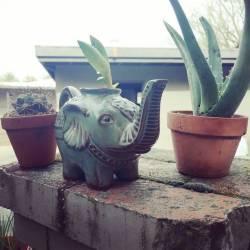 darkstalkergirl:  Planted soke #succulents