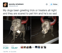 apple-pie-thighs:  kalelthekonfident:  buzzfeed:  Everyone Is Heartbroken Over Gotti The Sad Pit Bull After People Refused To Pet Him “Later on in the night I FaceTimed my mom and she said that people pet him because my aunt said you had to pet him