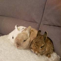 pycbunnies:  After lunch nap kicking in…. #nap #bunnies