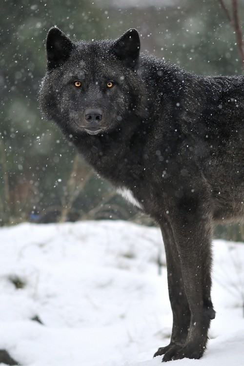 wonderous-world:  White World by Svenimal 