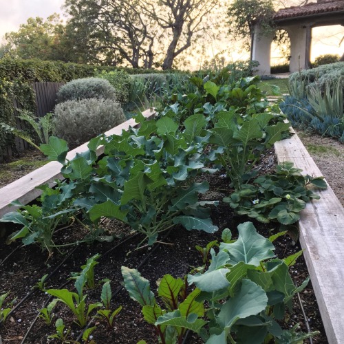 Growing broccoli, peas, beets and more in a garden in the hills