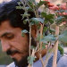 he–is–not–here:Flowers in Kiarostami films.Close-Up (1990) - کلوزآپ ، نمای نزدیک‎, Klūzāp, nemā-ye nazdīk. Through the Olive Trees (1994) - زیر درختان زیتون‎ Zīr-e Derakhtān-e Zeytūn.Where Is