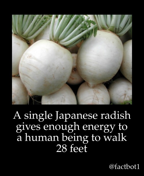 mosticonicposts:tranarchist:luxtempestas:the second radish is 29 feet awaycertified iconic post