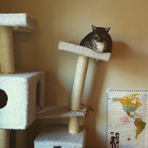 Pisa Tower for Cats&hellip; Photo via Imgur