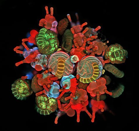 odditiesoflife:BioscapesThe beauty of life as captured by these award-winning microscopic images:Del