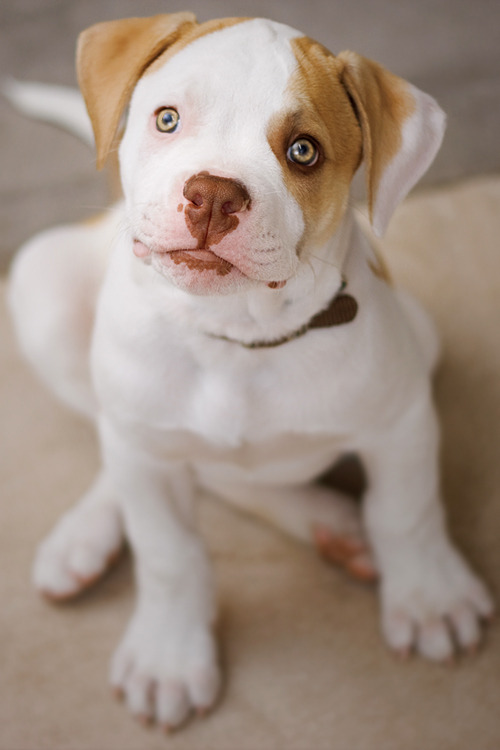 handsomedogs:  Tunedbeat / / Carson 