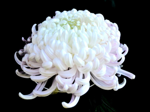 pomeray:chrysanthemum / 大菊（厚物） by dakiny on flickr.