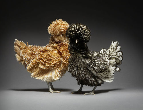 owlphallacies:  themisspicasso: awesome-picz:    Chicken Couple Photographs Show The Diversity Of Love.   merch store!  again, A+ for the chickens   @semianonymity