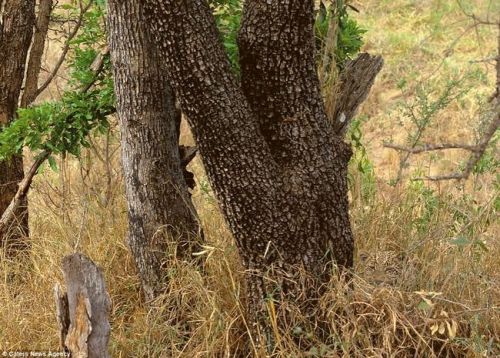 darylfranz: この画像の中のどこかに動物が隠れています : あじゃじゃしたー
