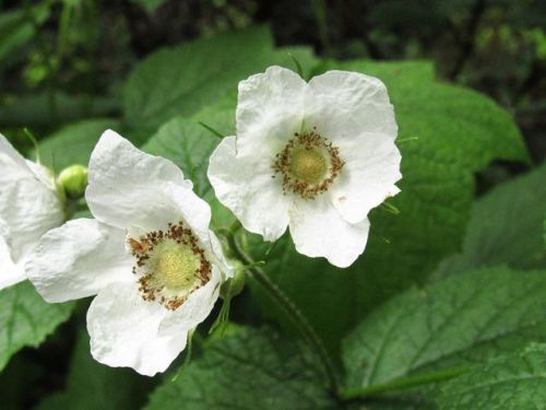 Thimbleberry, Rubus nutkanus (Rosaceae) I love this plant for its beautiful blossoms, delicious berr