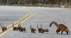 Fuzzies on parade (a family of Coati crosses