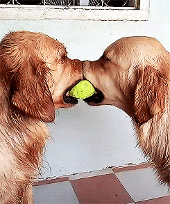 beecumingabutterfly:  🐝  Goldens 💖