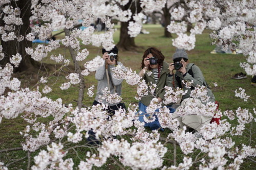 桜に会いに行ったらチューリップも咲いていて ムラサキハナナと菜の花も咲いていて 昭和記念公園は春爛漫でした。 お友達のダックスちゃん。 いつもお洒落で可愛いです。 カメラ目線ありがとう♡