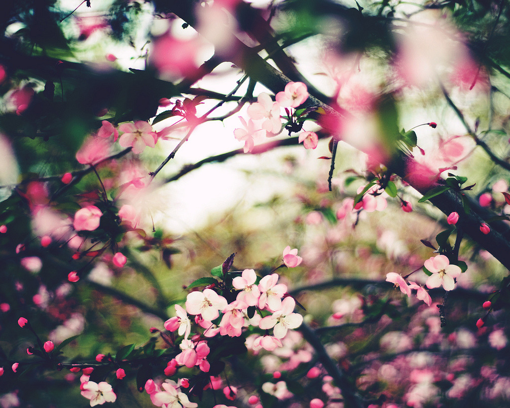 voldy92:  Flowers by Justyna Frąckowiak 