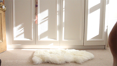 slide-2-unlock:  kitty playing in the sun I