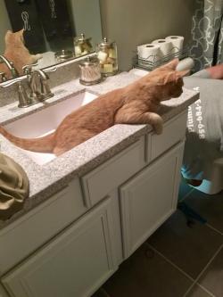 awwww-cute:  Had the plumber here today - my cat Jax watched him like this the entire time (Source: http://ift.tt/2yUu45W)