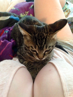 holy-horny-hippie-batman:  Kitties and titties!