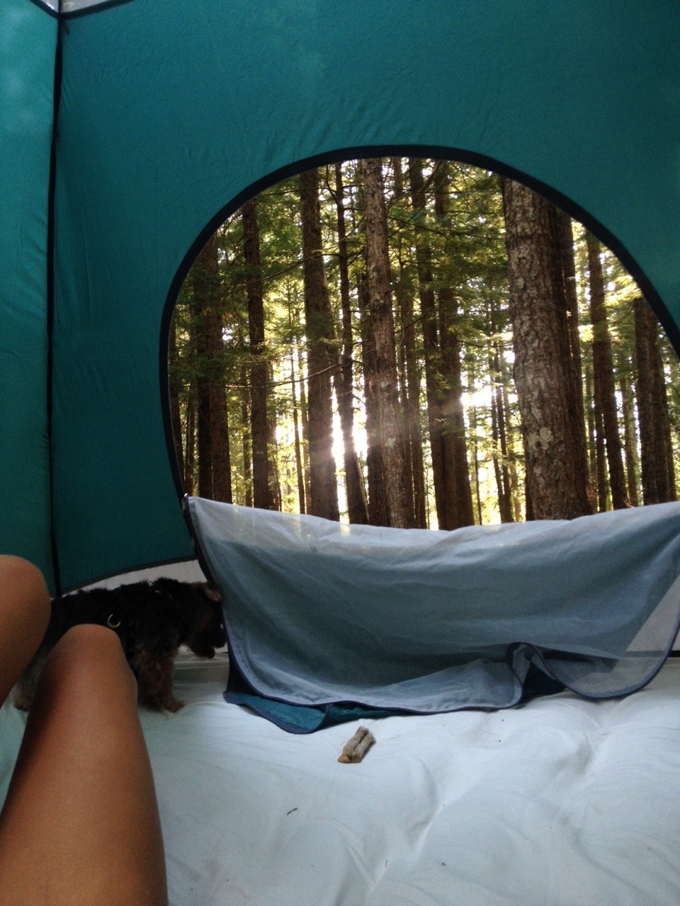 chanel-tiger:Camping with coco