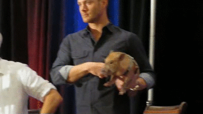 righteouswinchesters:In honor of Tuesday, here is an actual gifset ofJensen Acklesp o k i n gaP I G(