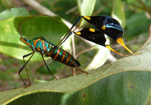 cool-critters:  Amazonian leaf-footed bug adult photos