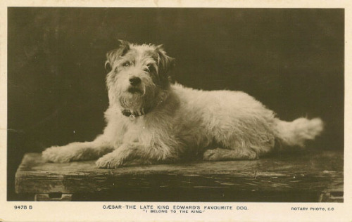 Postcards featuring Caesar, the Wire Fox Terrier owned by England’s King Edward VII. Caesar&rs