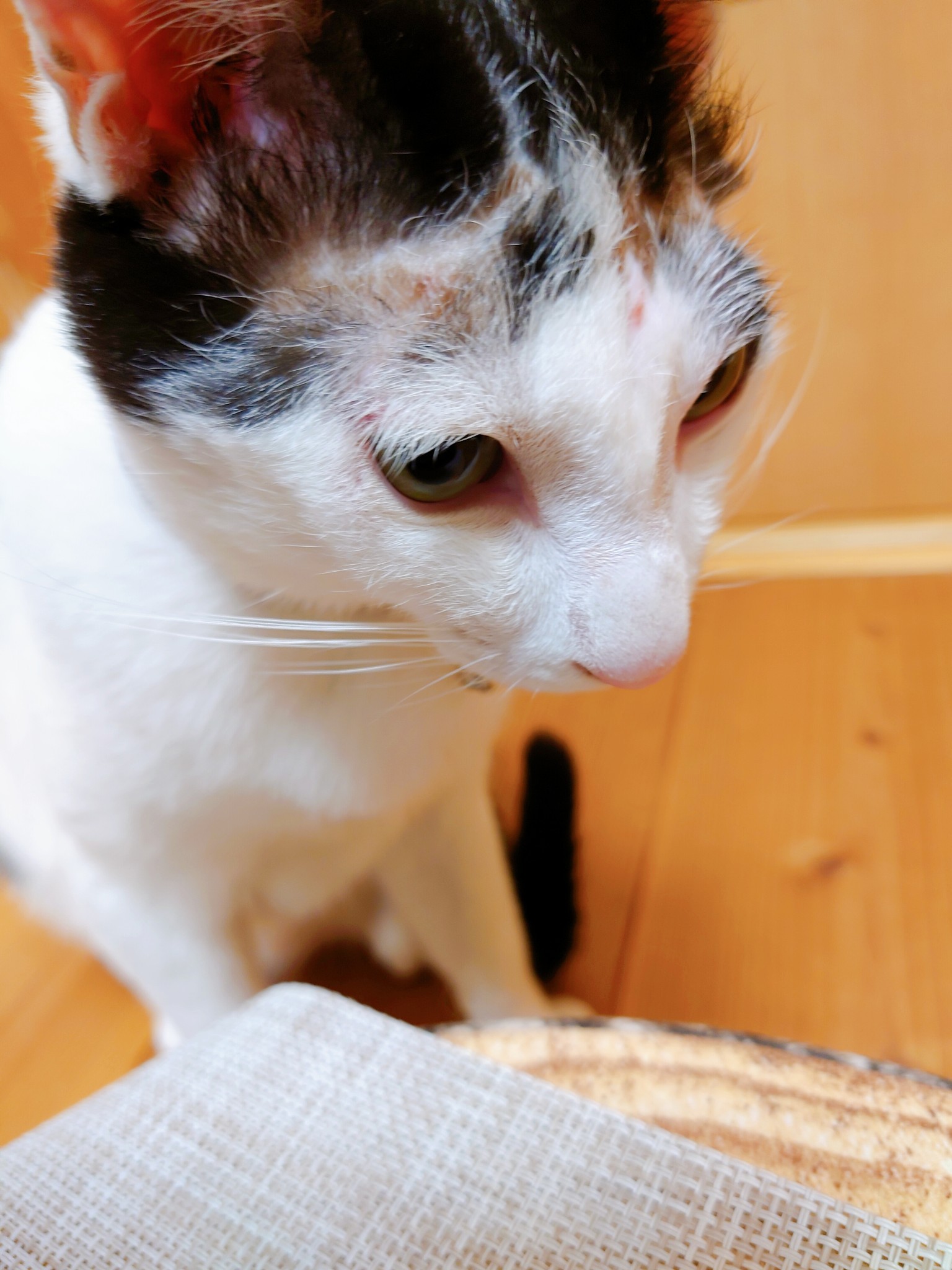 餌あげるだけ Explore Tumblr Posts And Blogs Tumgir 餌あげるだけ Explore Tumblr Posts And Blogs Tumgir