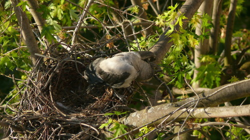 Серая ворона (Corvus cornix).часть 1