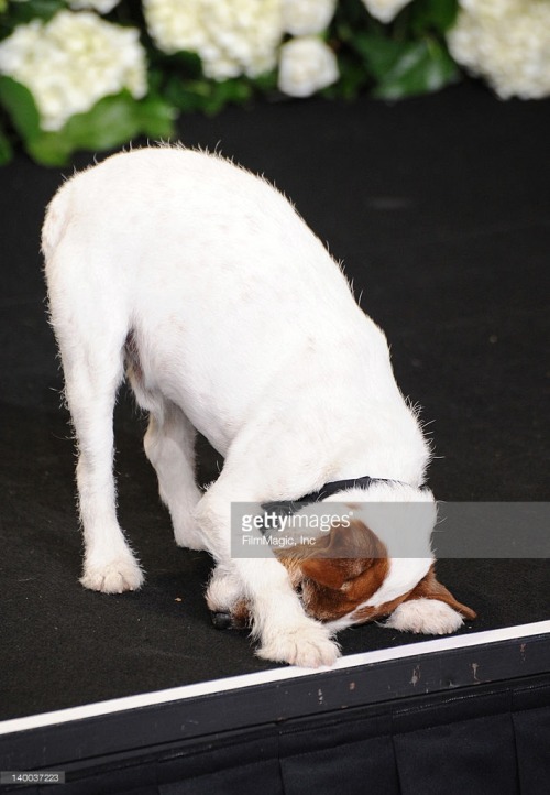 gettyimages:    Uggie - Star Of The Artist - Dies At 13  