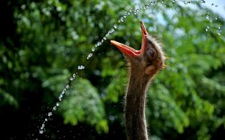 theanimalblog:  An ostrich cools itself with