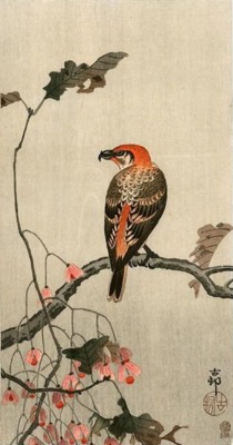 fujiwara57: “Crossbill“ by  Ohara Koson 小原古邨 (1877 - 1945).  