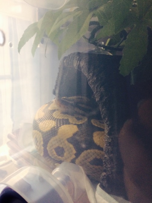 for-the-love-of-a-snake: after living in the new place for 2 months phanin has just now seemed to ha