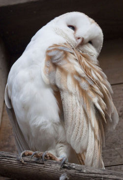 tramampoline:  this owl is trying to tell me im not leveled up enough to buy the potions he’s selling 