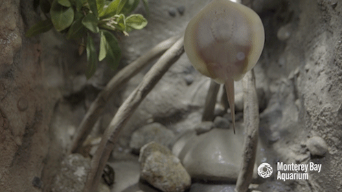 frogsuggest:sharkhugger:montereybayaquarium:Mangrove roots provide a perfect playground for developi